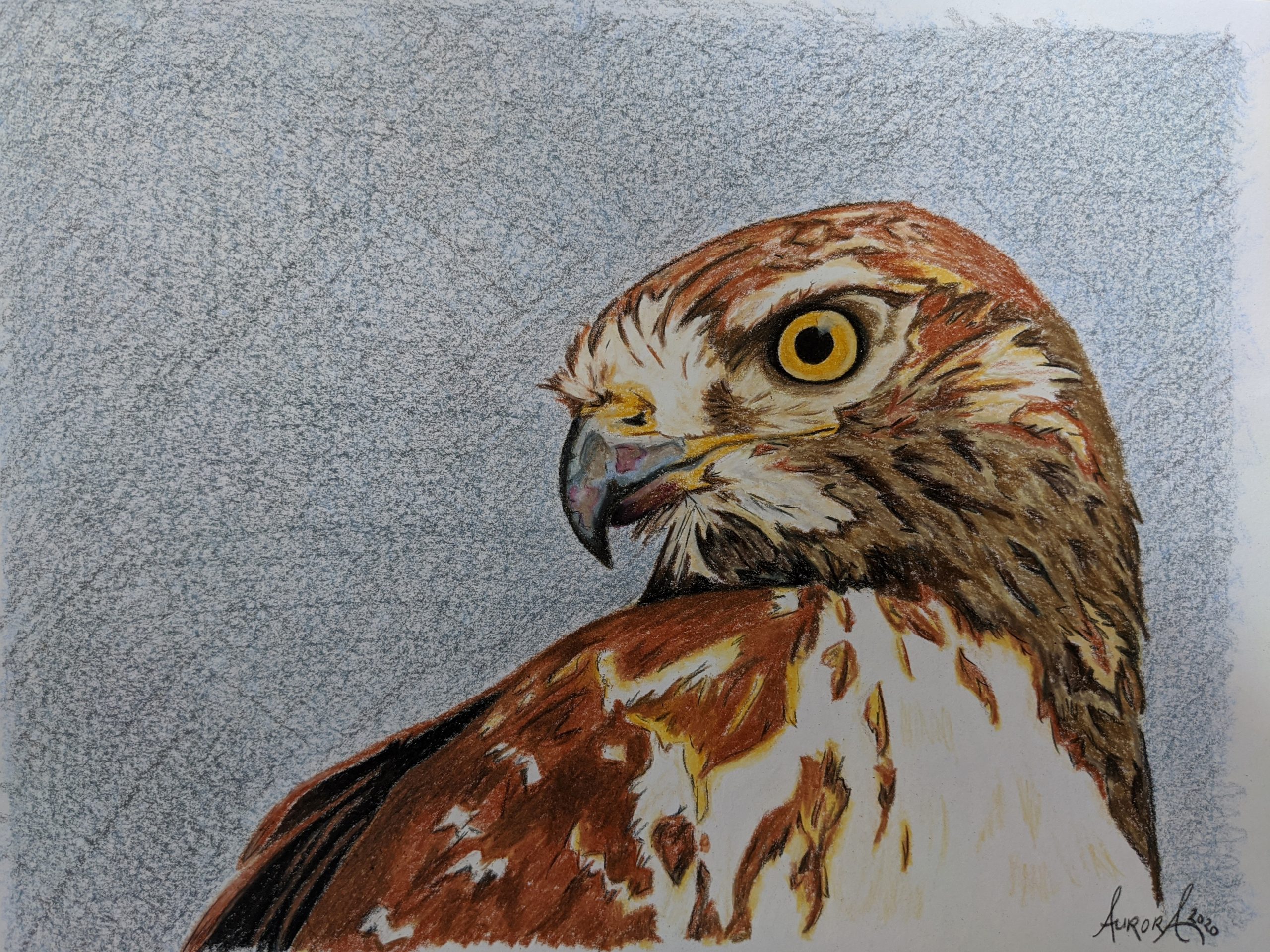 Colored pencil illustration of a Hawk by Aurora Whittet Best